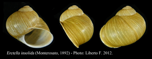 Erctella insolida (Monterosato, 1892)